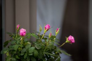 IMG 6833 300x200